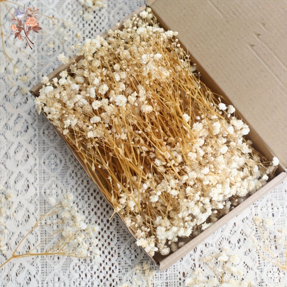 Craft Embellishments - 100pcs Bunga Baby's Breath Kering Mini